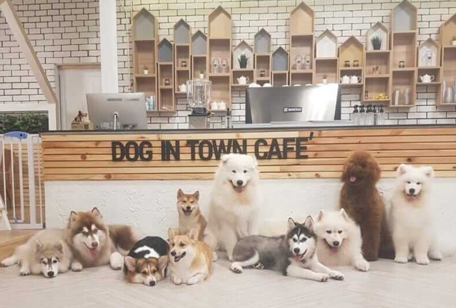 Dog In Town - Dog Cafe