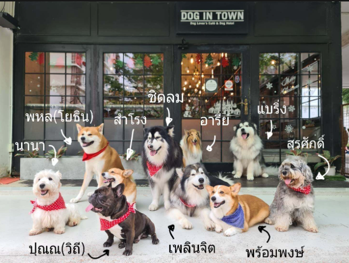 Dog In Town - Dog Cafe