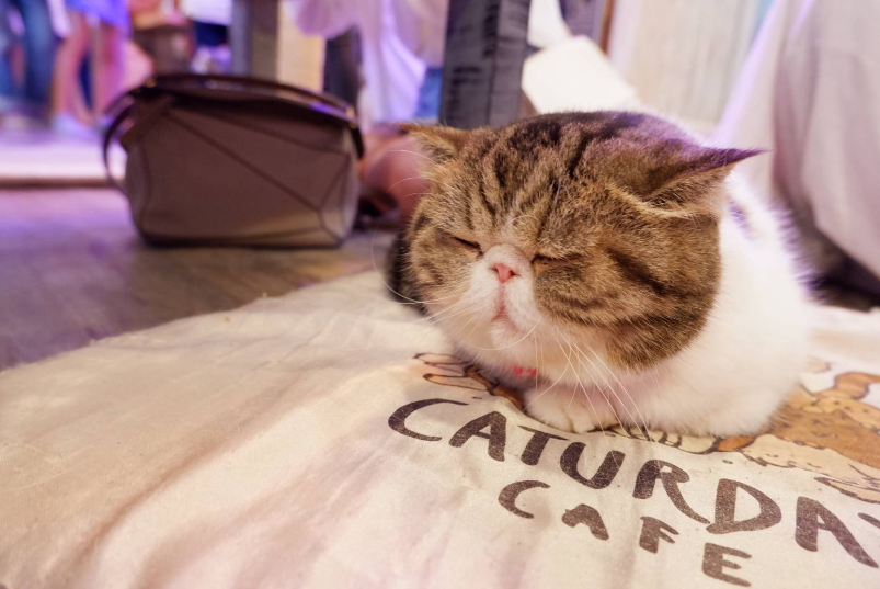 Catuerday Cat Cafe
