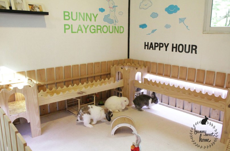 Bunny Sweet Home
